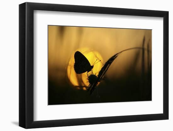 August-Janini Zhana Topchieva)-Framed Photographic Print