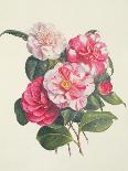 Camelias, C.1840-Augusta Innes Withers-Stretched Canvas