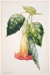 Pd.993-1973 Thorn Apple Flower from Ecuador, Datura Rosei-Augusta Innes Withers-Giclee Print