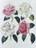 Blooms of Various Flowered Camellia-Augusta Withers-Framed Stretched Canvas