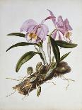 Orchidaceae : Cattleya Mossiae-Augusta Withers-Laminated Giclee Print