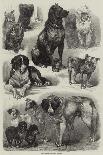 Prize Dogs at the Paris Dog Show-Auguste Andre Lancon-Framed Giclee Print