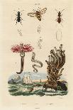 Plume Worm, Hornet Moth and Beetles., 1824-1829 (Engraving)-Auguste Dumenil-Giclee Print