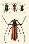 Prioninae, or Long-Horned Beetles-Auguste Dumesnil-Laminated Premium Giclee Print