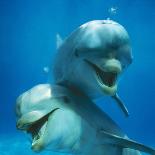 Bottlenose Dolphins Dancing and Blowing Air Underwater-Augusto Leandro Stanzani-Photographic Print