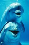 Bottlenose Dolphin Two, Facing, One on Top of the Other-Augusto Leandro Stanzani-Photographic Print