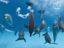 Bottlenose Dolphins Dancing and Blowing Air Underwater-Augusto Leandro Stanzani-Laminated Photographic Print