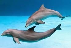 Bottlenose Dolphins Dancing and Blowing Air Underwater-Augusto Leandro Stanzani-Photographic Print