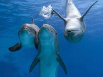Bottlenose Dolphins Dancing Underwater-Augusto Leandro Stanzani-Photographic Print