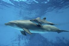 Calf Dolphin-Augusto Leandro Stanzani-Photographic Print