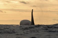 Three Killer Whales - Orcas (Orcinus Orca) Underwater, Kristiansund, Nordm?re, Norway, February-Aukan-Framed Stretched Canvas