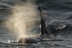 Three Killer Whales - Orcas (Orcinus Orca) Underwater, Kristiansund, Nordm?re, Norway, February-Aukan-Stretched Canvas