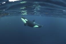 Killer Whale - Orca (Orcinus Orca) Underwater, Kristiansund, Nordm?re, Norway, February 2009-Aukan-Framed Stretched Canvas