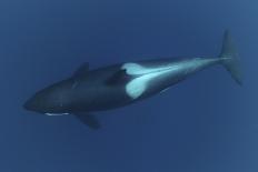 Three Killer Whales - Orcas (Orcinus Orca) Underwater, Kristiansund, Nordm?re, Norway, February-Aukan-Framed Stretched Canvas