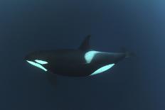 Three Killer Whales - Orcas (Orcinus Orca) Underwater, Kristiansund, Nordm?re, Norway, February-Aukan-Photographic Print