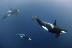 Killer Whale - Orca (Orcinus Orca) Underwater, Kristiansund, Nordm?re, Norway, February 2009-Aukan-Photographic Print