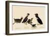 Auklets and Murrelets-John James Audubon-Framed Giclee Print