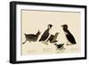 Auklets and Murrelets-John James Audubon-Framed Giclee Print