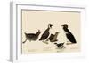 Auklets and Murrelets-John James Audubon-Framed Giclee Print