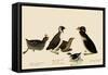 Auklets and Murrelets-John James Audubon-Framed Stretched Canvas