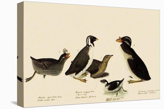Auklets and Murrelets-John James Audubon-Stretched Canvas