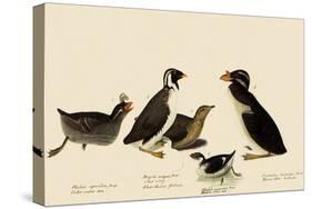 Auklets and Murrelets-John James Audubon-Stretched Canvas