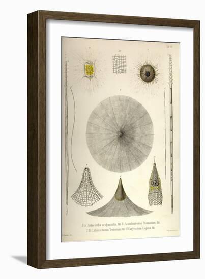 Aulacantha Scolymantha, Acanthodesmia Prismatium, Litharachnium Tentorium, Eucyrtidium Lagena-Ernst Haeckel-Framed Art Print