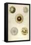 Aulacantha Scolymantha, Thalassicalla Zanclea, Thalassolampe Margarodes-Ernst Haeckel-Framed Stretched Canvas