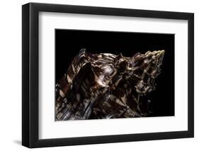 Aulica Imperialis-Paul Starosta-Framed Premium Photographic Print