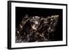 Aulica Imperialis-Paul Starosta-Framed Photographic Print