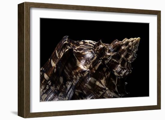 Aulica Imperialis-Paul Starosta-Framed Photographic Print