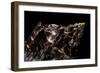 Aulica Imperialis-Paul Starosta-Framed Photographic Print