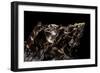 Aulica Imperialis-Paul Starosta-Framed Photographic Print