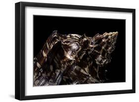 Aulica Imperialis-Paul Starosta-Framed Photographic Print