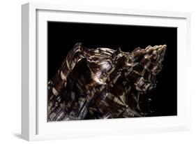 Aulica Imperialis-Paul Starosta-Framed Photographic Print