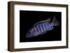 Aulonocara Nyassae (Emperor Cichlid, African Peacock)-Paul Starosta-Framed Photographic Print