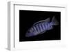 Aulonocara Nyassae (Emperor Cichlid, African Peacock)-Paul Starosta-Framed Photographic Print