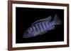 Aulonocara Nyassae (Emperor Cichlid, African Peacock)-Paul Starosta-Framed Photographic Print