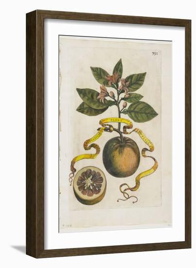 Aurantium Flore Duplici, from Hesperides, 1646-Giovanni Battista Ferrari-Framed Giclee Print