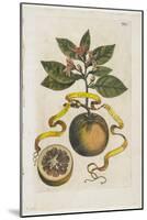 Aurantium Flore Duplici, from Hesperides, 1646-Giovanni Battista Ferrari-Mounted Giclee Print