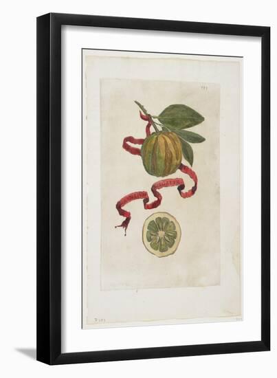 Aurantium Virgatum, from Hesperides, 1646-Giovanni Battista Ferrari-Framed Giclee Print