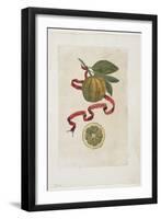 Aurantium Virgatum, from Hesperides, 1646-Giovanni Battista Ferrari-Framed Premium Giclee Print