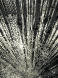 Synchronicity-Aurel Manea-Framed Photographic Print