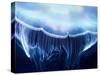 Aurelia Jelly Fish (Cnidaria, Scyphozoa), up Close.-optimarc-Stretched Canvas