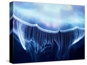 Aurelia Jelly Fish (Cnidaria, Scyphozoa), up Close.-optimarc-Stretched Canvas