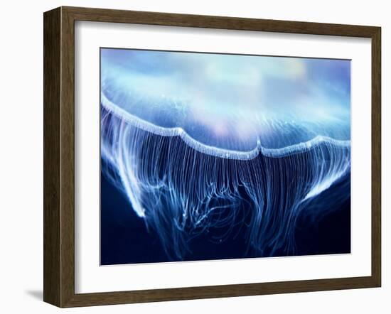 Aurelia Jelly Fish (Cnidaria, Scyphozoa), up Close.-optimarc-Framed Photographic Print