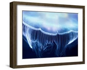 Aurelia Jelly Fish (Cnidaria, Scyphozoa), up Close.-optimarc-Framed Photographic Print