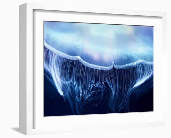 Aurelia Jelly Fish (Cnidaria, Scyphozoa), up Close.-optimarc-Framed Photographic Print