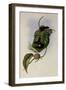 Aurelia's Puffleg, Eriocnemis Aureli?-John Gould-Framed Giclee Print