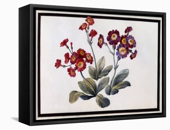 Auricula, C.1690-Claude Aubriet-Framed Stretched Canvas